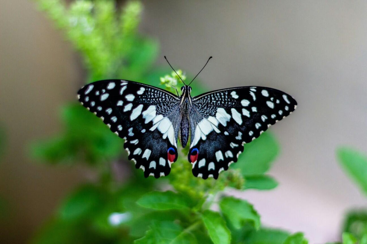 Motylarnia nad zalewem