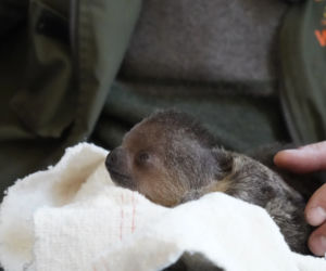 Mały leniwiec z wrocławskiego zoo rozczula do łez! Muszą się nim opiekować pracownicy [WIDEO, ZDJĘCIA]