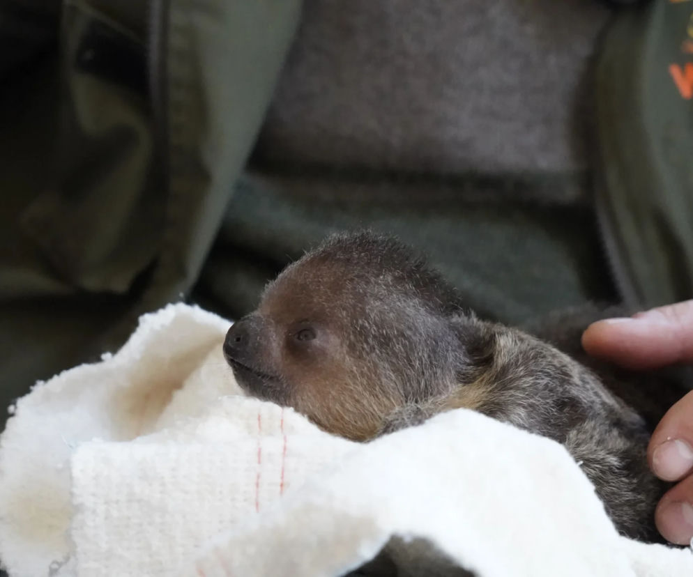 Mały leniwiec z wrocławskiego zoo rozczula do łez! Muszą się nim opiekować pracownicy [WIDEO, ZDJĘCIA]