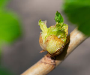 Zauważyłeś nienaturalnie duże pąki na porzeczce?