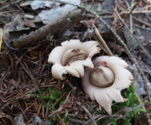 Dziwny grzyb wyglądający jak UFO! Takie cudo można znaleźć w polskich lasach [ZDJĘCIA]