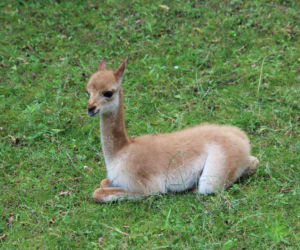 Zwierzak Roku 2025 Warszawskiego ZOO. Oto nominowane zwierzaki