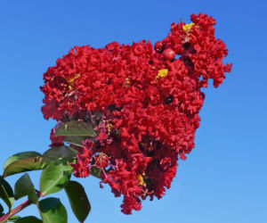 Zapomnij o hortensji. Ten krzew kwitnie nieprzerwanie przez długie miesiące i jest znacznie bardziej odporny na upały