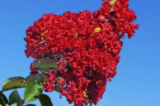 Zapomnij o hortensji. Ten krzew kwitnie nieprzerwanie przez długie miesiące i jest znacznie bardziej odporny na upały