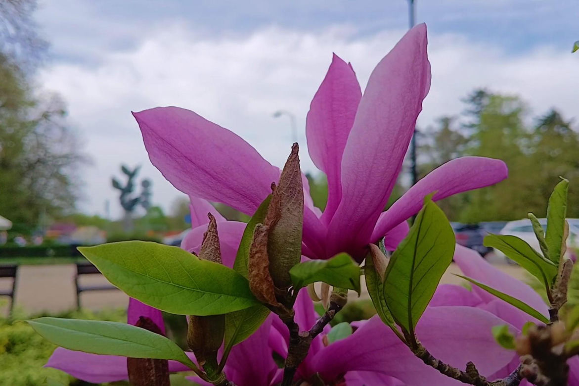 Magnolie w Szczecinie