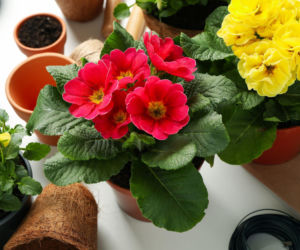 Prymulka ze sklepu. Przesadzać od razu czy poczekać?