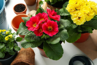 Prymulka ze sklepu. Przesadzać od razu czy poczekać?