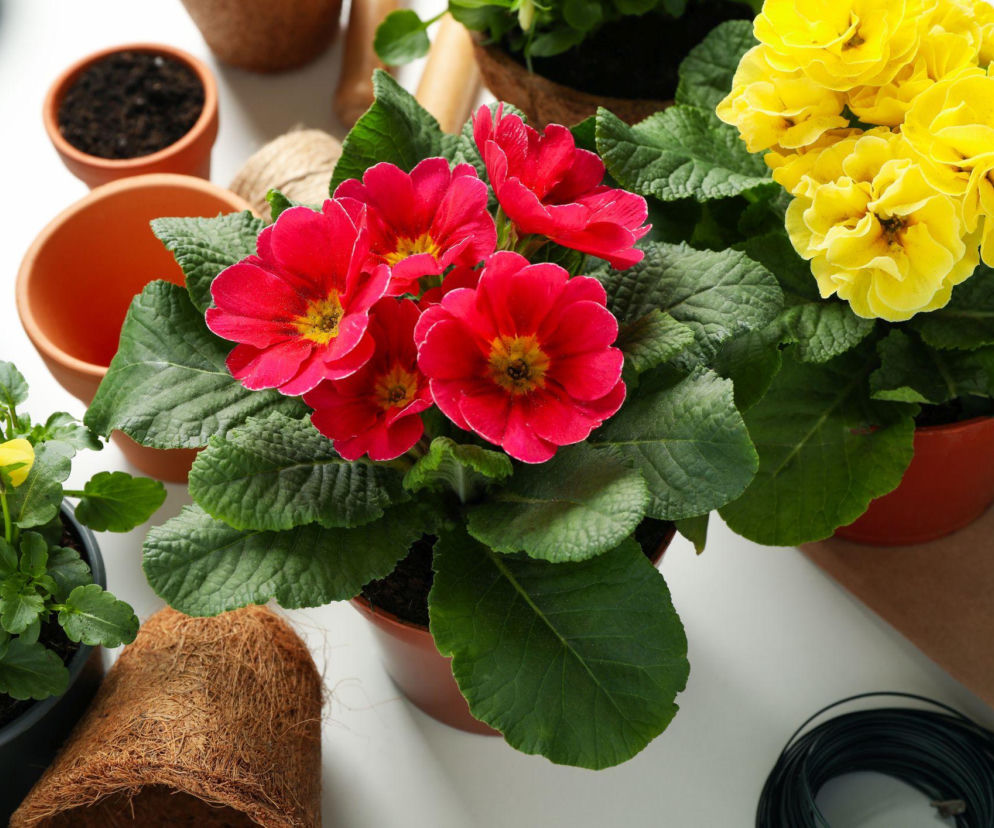 Prymulka ze sklepu. Przesadzać od razu czy poczekać?