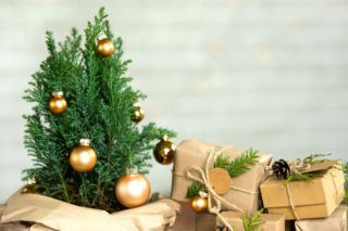 Cyprysik w doniczce – miniaturowa choinka na święta!