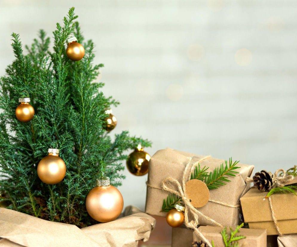 Cyprysik w doniczce – miniaturowa choinka na święta!