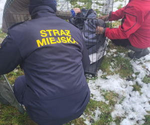 Pospieszyli z pomocą młodemu łabędziowi. Wspólna akcja strażników z Gostynia i schroniska w Dalabuszkach