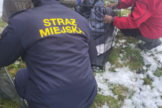 Pospieszyli z pomocą młodemu łabędziowi. Wspólna akcja strażników z Gostynia i schroniska w Dalabuszkach