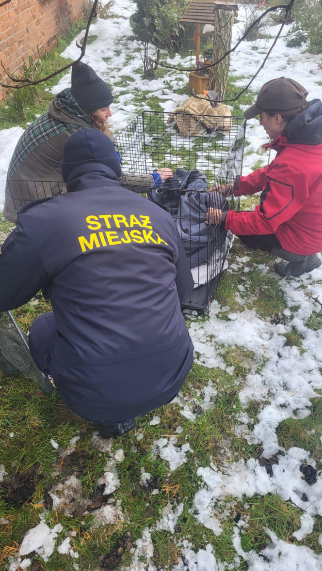 Pospieszyli z pomocą młodemu łabędziowi. Wspólna akcja strażników z Gostynia i schroniska w Dalabuszkach