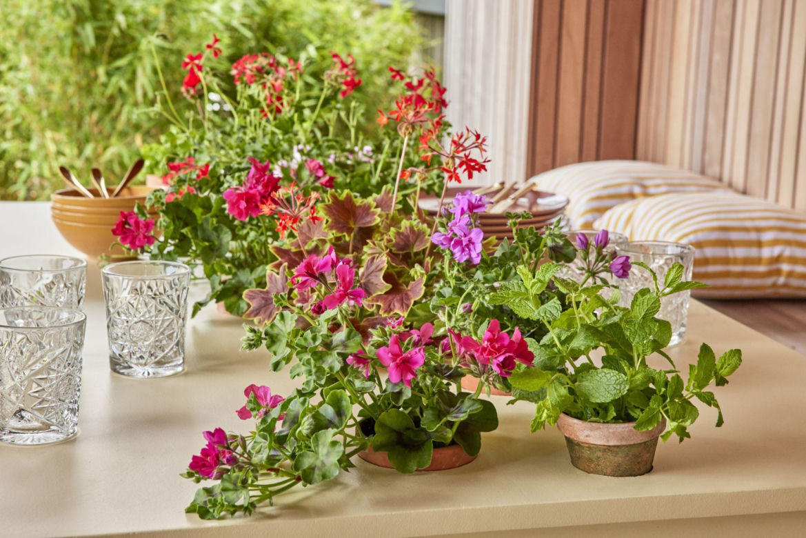 Pelargonie 