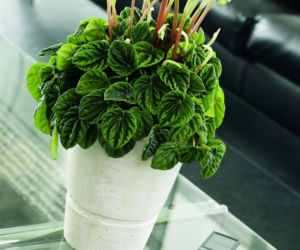 peperomia2_BKH.jpg