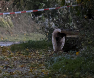 Pojechali na spacer z psem. Wszyscy nie żyją