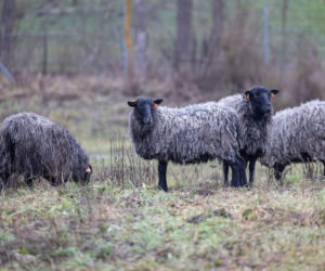 Nie lekarz, nie tabletki – owce! Niezwykła terapia spod Poznania