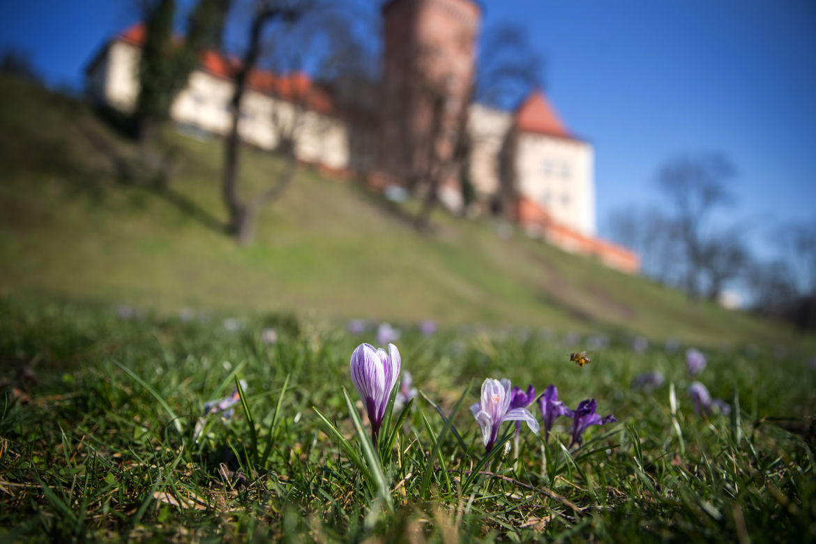 Eksplozja wiosny w Krakowie. Pod Wawelem zakwitły krokusy!
