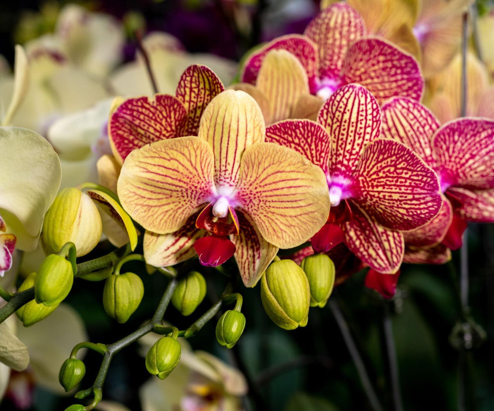 Storczyki najpiekniejszymi kwiatami doniczkowymi