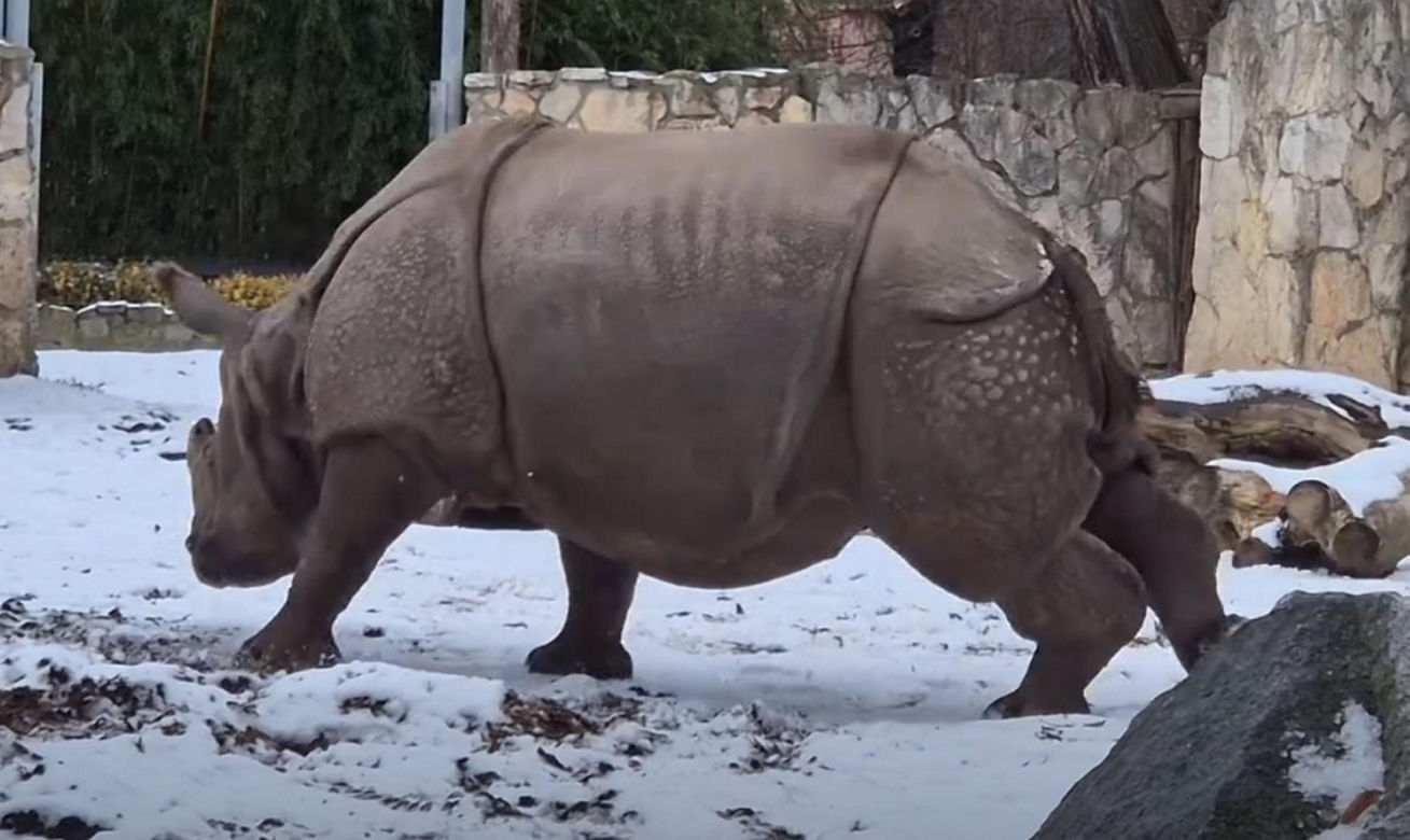 Mandżuk chiński i nosorożec indyjski starły się w Zoo Wrocław! Ponad zwierzętami jest 1,6 tony różnicy [ZDJĘCIA]