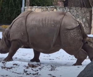 Mandżuk chiński i nosorożec indyjski starły się w Zoo Wrocław! Ponad zwierzętami jest 1,6 tony różnicy [ZDJĘCIA]