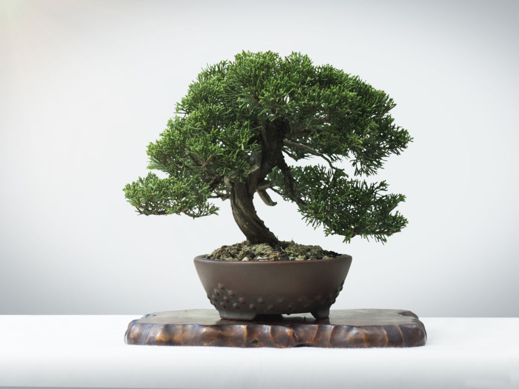 Drzewko Bonsai