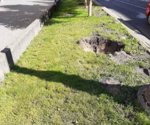 Z ul. Lipowej zniknęły pierwsze drzewa.