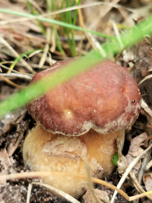 Grzyby w Świętokrzyskiem