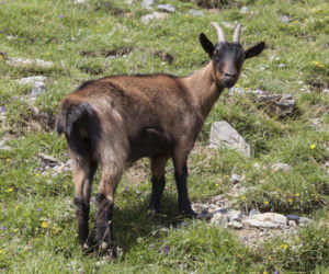 Koza alepejska (francuska)