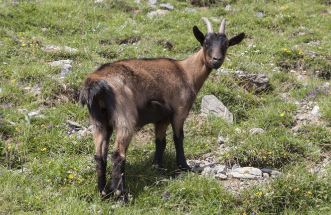 Koza alepejska (francuska)