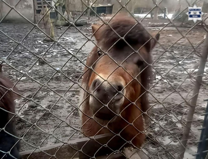 Mężczyzna z Bytomia trzymał zwierzęta w skandalicznych warunkach