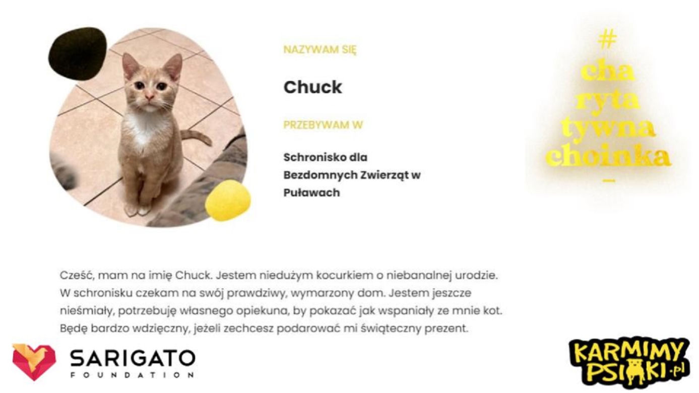 Charytatywna Choinka dla bezdomnych psów i kotów. Każdy może pomóc!