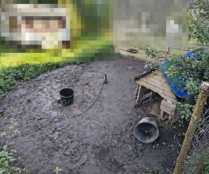 Trzy psy z jednej z posesji w powiecie wejherowskim żyły w dramatycznych warunkach