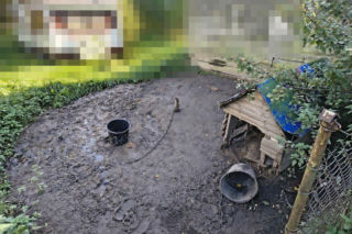 Trzy psy z jednej z posesji w powiecie wejherowskim żyły w dramatycznych warunkach