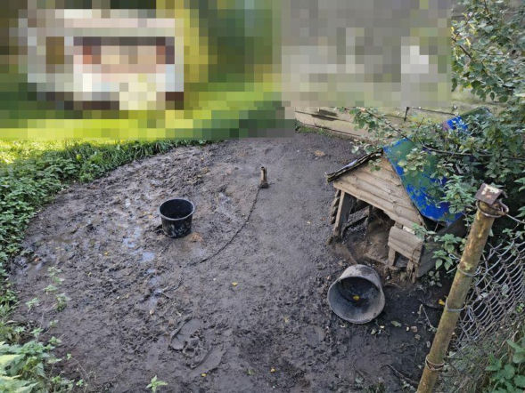 Trzy psy z jednej z posesji w powiecie wejherowskim żyły w dramatycznych warunkach