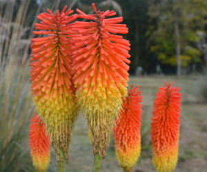 Trytoma groniasta