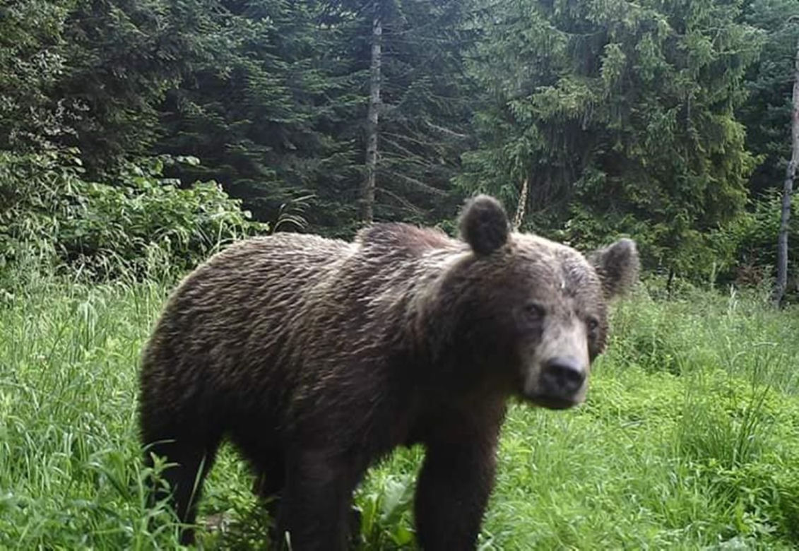 Misio poszedł na prawdziwki