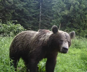 Misio poszedł na prawdziwki