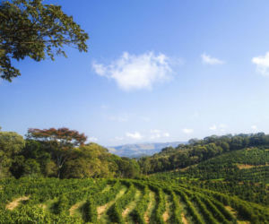 Znamy tę kawę od sadzonki. Nowa kawa Tchibo Farmkaffee Ipanema Brazil z własnej plantacji zachwyca głębią smaku i swoją historią.