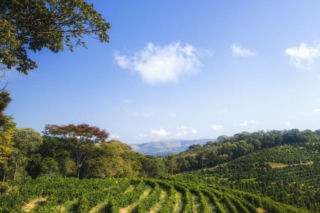 Znamy tę kawę od sadzonki. Nowa kawa Tchibo Farmkaffee Ipanema Brazil z własnej plantacji zachwyca głębią smaku i swoją historią.