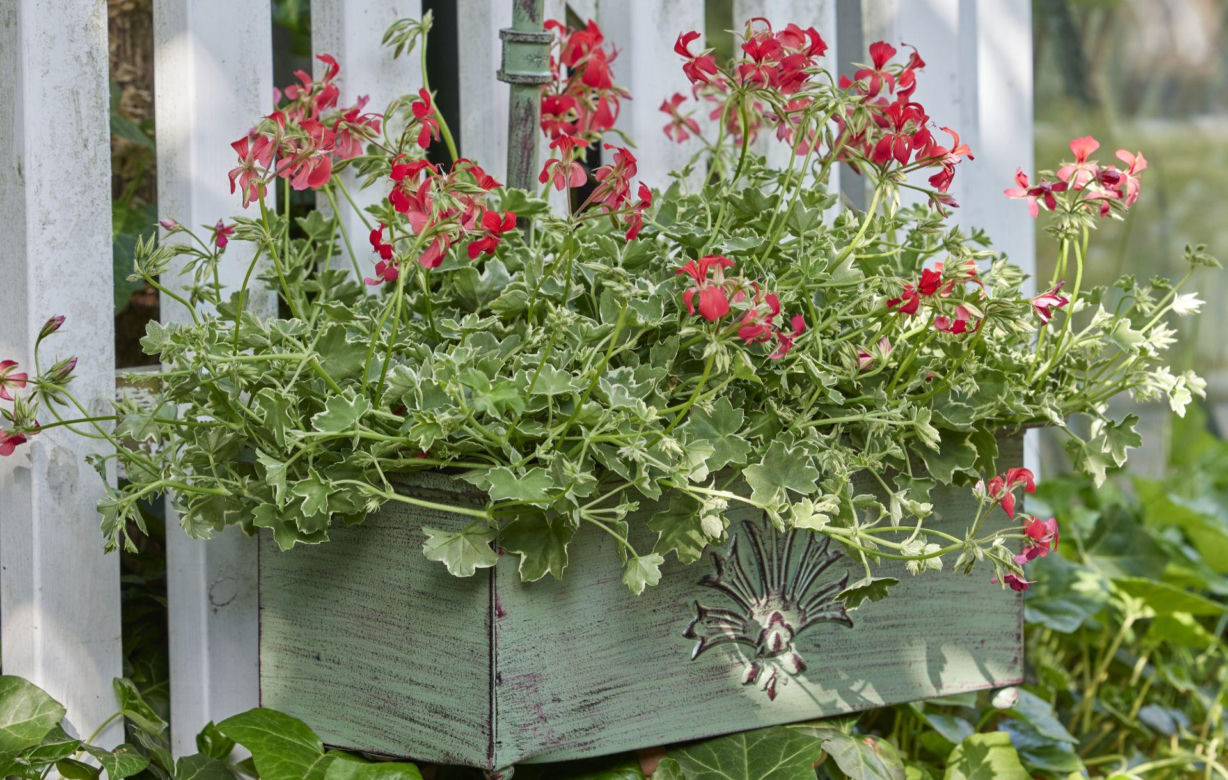 Pelargonie
