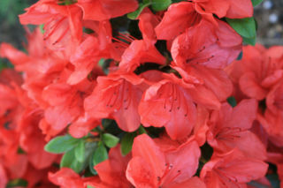 Azalia japońska 'Satschiko' = 'Geisha Orange' - Rhododendron japonicum 'Satschiko' = 'Geisha Orange'