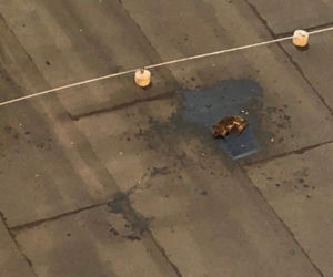 Ktoś zabija jeże zrzucając je z galeriowca we Wrocławiu!