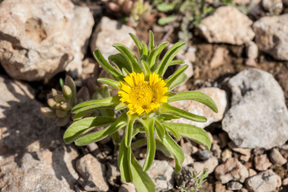 Asteriscus nadmorski