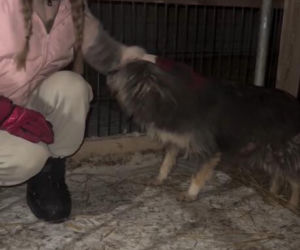 Koniec heroizmu Dody? Artystka mówi dość po dramatycznych wizytach w schroniskach