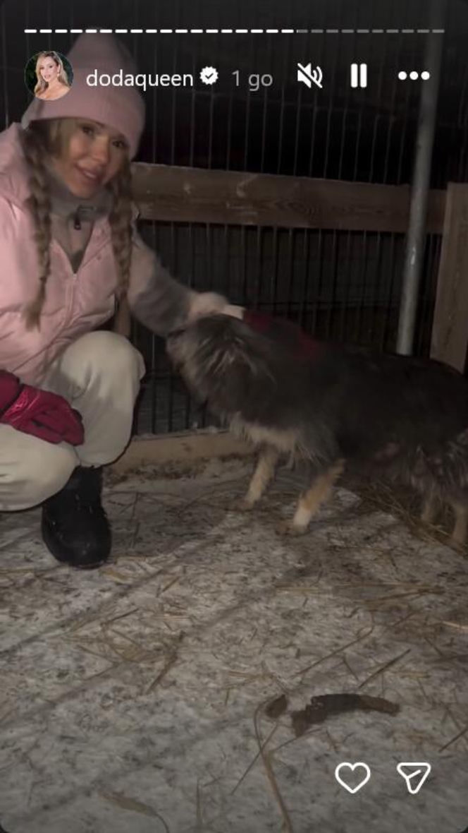 Koniec heroizmu Dody? Artystka mówi dość po dramatycznych wizytach w schroniskach