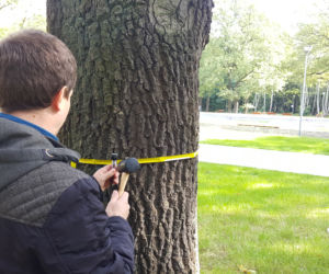 Tomograf dla drzew w Dąbrowie Górniczej 