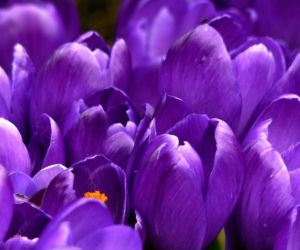 Życzenia na imieniny Remigiusza