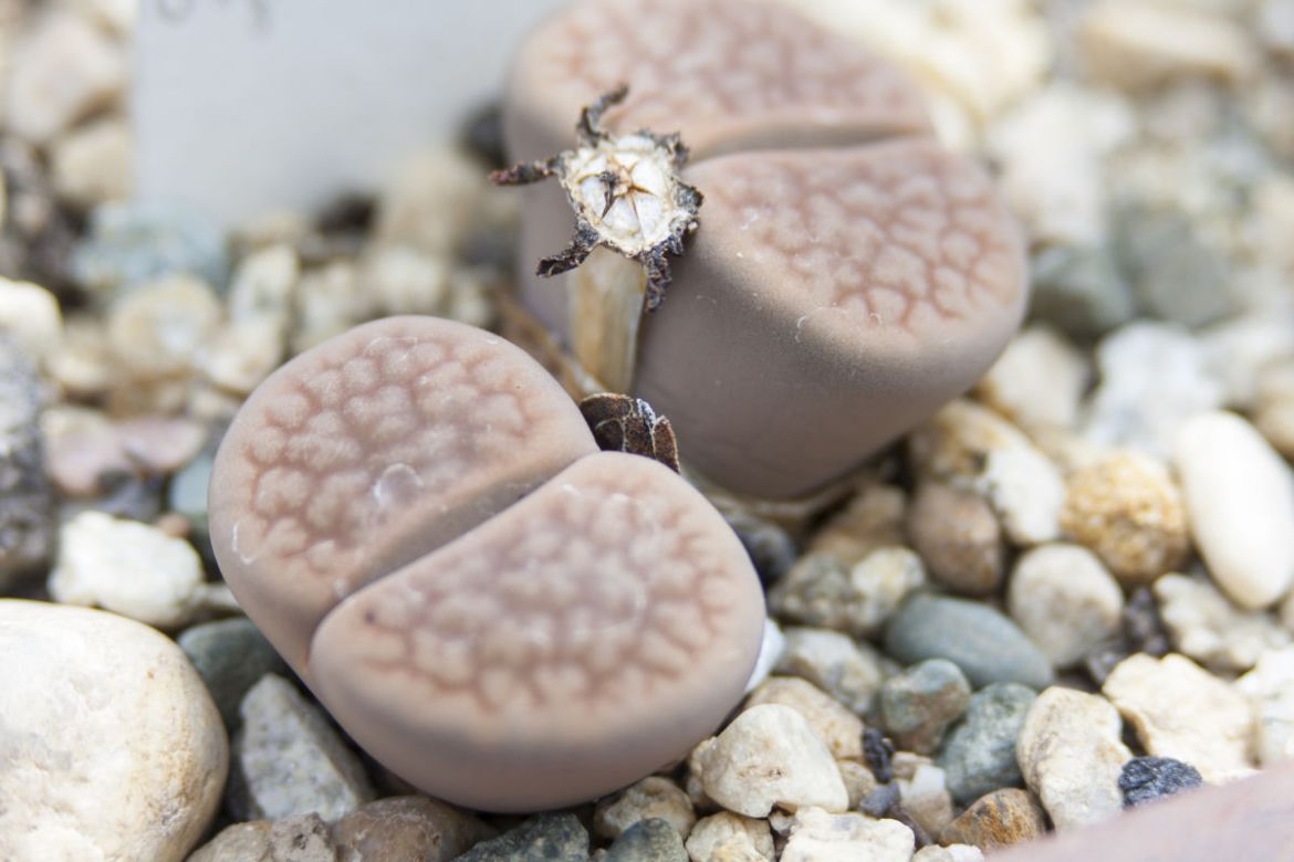 Lithops