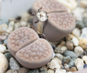 Lithops